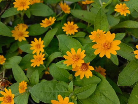 The wedelia plant or Wollastonia biflora is often also called sea saruni or cinga-cinga.