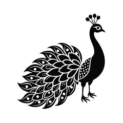 Elegant Peacock Vector Illustration Design.