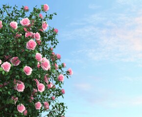 Pink Roses Against a Light Sky