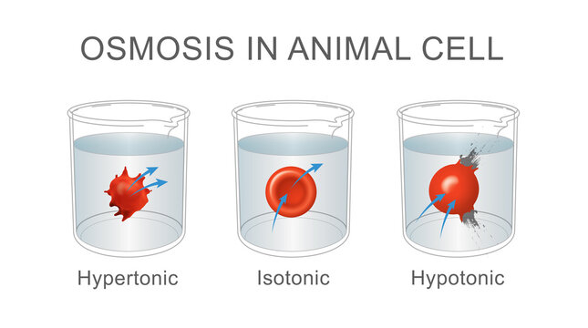 Three types of osmosis: hypertonic, isotonic, hypotonic