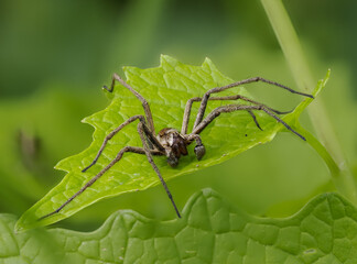 Naklejka premium Listspinne (Pisaura mirabilis)