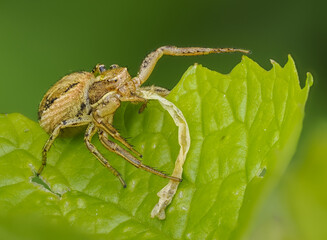 Anspruchslose Krabbenspinne (Xysticus kochi)