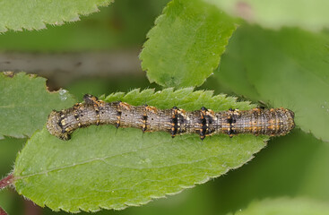 Schneespanner (Phigalia pilosaria)