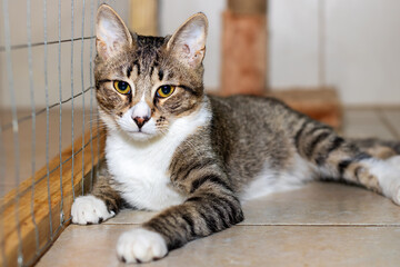 There is a cat peacefully laying on the floor while looking at the camera