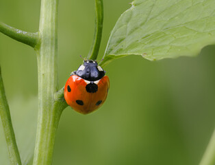 Marienkäfer (Coccinellidae)