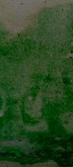 Thin green moss on white wall