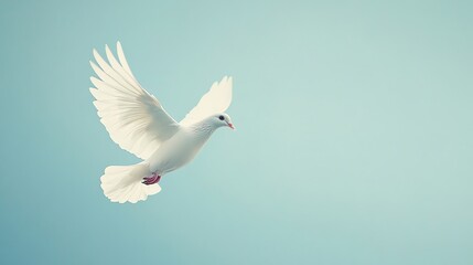 Fototapeta premium A white dove in flight against a blue background.