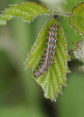 Brombeer-Perlmuttfalter (Brenthis daphne)