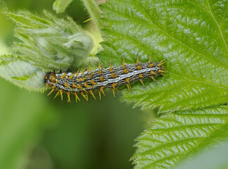 Brombeer-Perlmuttfalter (Brenthis daphne), Raupe
