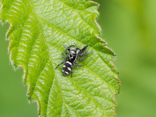 Mauer-Zebraspringspinne (Salticus scenicus)