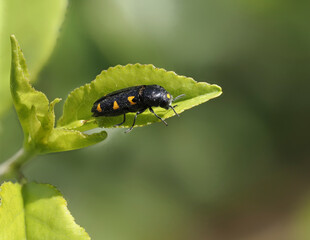 Variabler Prachtkäfer (Schlehen-Prachtkäfer, Punktschild-Prachtkäfer) Ptosima undecimmaculata
