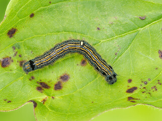 Ringelspinner (Malacosoma neustria)