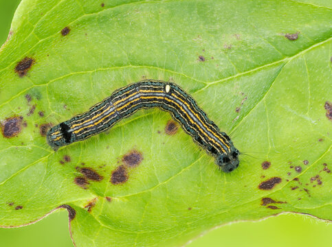 Ringelspinner (Malacosoma neustria)