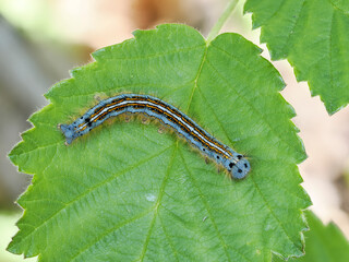 Ringelspinner (Malacosoma neustria)
