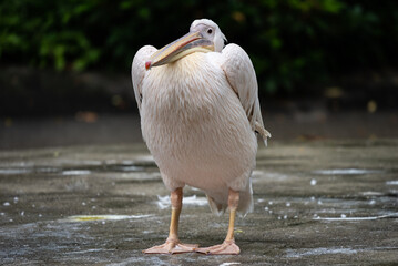 Majestic white pelican standing near calm water, gracefully preening its feathers with its long beak. A peaceful scene in nature, highlighted by a green background.