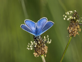 Hauhechel-Bläuling (Polyommatus icarus)