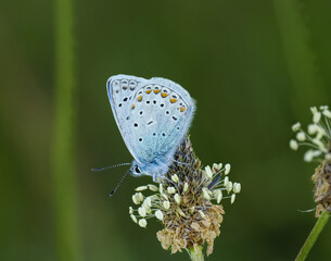 Hauhechel-Bläuling (Polyommatus icarus)
