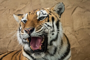 Bengal tiger with its mouth open in a roar. Bengal Tiger Resting with Mouth Open Showing Teeth.