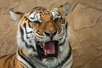 Bengal tiger with its mouth open in a roar. Bengal Tiger Resting with Mouth Open Showing Teeth.