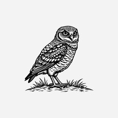 Burrowing Owl