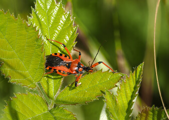 Rote Mordwanze (Rhynocoris iracundus)