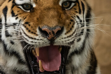 Fototapeta premium Bengal tiger with its mouth open in a roar. Bengal Tiger Resting with Mouth Open Showing Teeth.