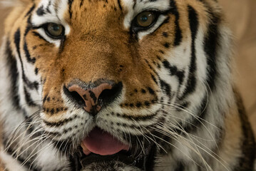 Bengal tiger with its mouth open in a roar. Bengal Tiger Resting with Mouth Open Showing Teeth.