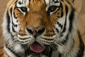 Bengal tiger with its mouth open in a roar. Bengal Tiger Resting with Mouth Open Showing Teeth.