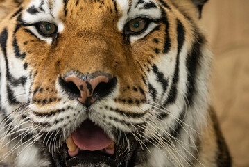 Bengal tiger with its mouth open in a roar. Bengal Tiger Resting with Mouth Open Showing Teeth.