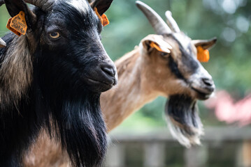 Portrait of a goat in a zoo. Goats stand in a zoo and look at the camera. Portrait of a goat with a blurred background.