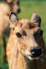 Young deer in the wild. Deer in nature. Deer without antlers. Deer portrait in wilderness