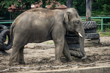 Fototapeta premium Elephant walking gracefully through their zoo enclosure, their wrinkled skin and tusks showcasing their strength, intelligence, and social nature. Portrait of a elephant in zoo.