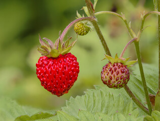 Walderdbeere (Fragaria vesca) © Lothar Lenz