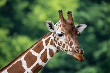 Portrait of a  giraffe standing near a fence in a zoo. Close up of a giraffe in a natural habitat, showcasing its distinctive long neck, brown patches, and serene expression..