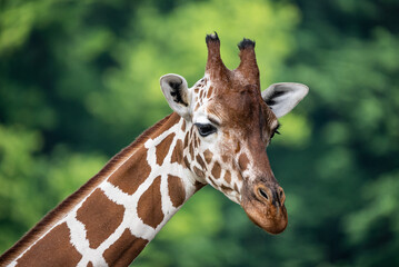 Portrait of a  giraffe standing near a fence in a zoo. Close up of a giraffe in a natural habitat, showcasing its distinctive long neck, brown patches, and serene expression..