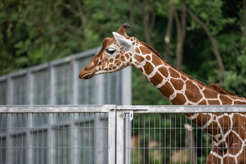 Portrait of a  giraffe standing near a fence in a zoo. Close up of a giraffe in a natural habitat, showcasing its distinctive long neck, brown patches, and serene expression..