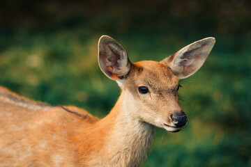 Young deer in the wild. Deer in nature. Deer without antlers. Deer portrait in wilderness