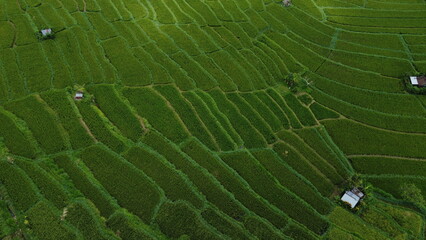 arrozal rice field
