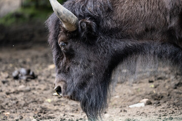 Fototapeta premium Portrait of a Buffaloe in zoo. Portrait of a Buffaloes grazing in a zoo enclosure, showcasing their large, muscular bodies and iconic horns.