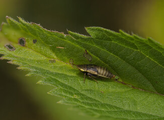 Zwergzikade