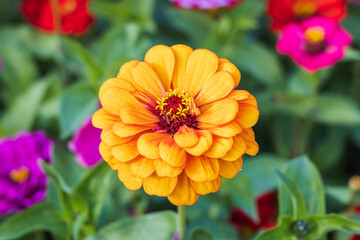 Zinnia found in an outdoor flower garden. Zinnia elegans, Common Zinnia dahlia Flowered