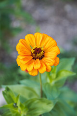 Zinnia found in an outdoor flower garden. Zinnia elegans, Common Zinnia dahlia Flowered
