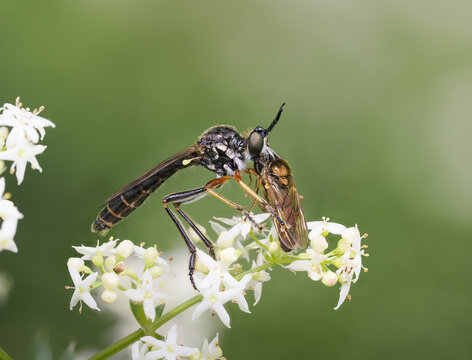 H&ouml;cker-Habichtsfliege (Dioctria rufipes)