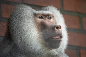 Portrait of a baboon in zoo. Close up of a baboon sitting against a red brick wall. Baboon resting near a brick wall.