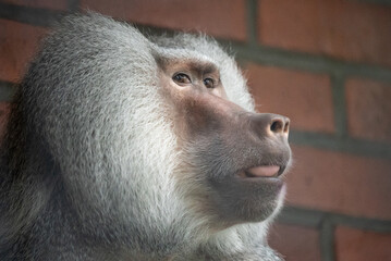 Portrait of a baboon in zoo. Close up of a baboon sitting against a red brick wall. Baboon resting...