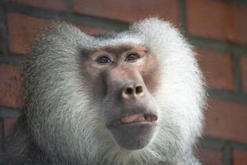 Portrait of a baboon in zoo. Close up of a baboon sitting against a red brick wall. Baboon resting near a brick wall.