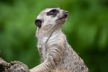 Meerkat in zoo. Group of meerkats attentively standing upright. Meerkat standing, alert and curious as they observe their surroundings.