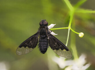 Zickzacklinien-Trauerschweber (Hemipenthes morio)