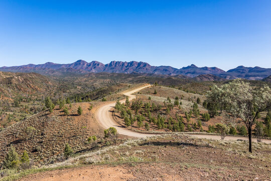 A dirt road leading through the dry foothills to the huge sandstone and quartzite layered mountains of Wilpena Pound with a blue sky background in the Flinders Ranges in South Australia.