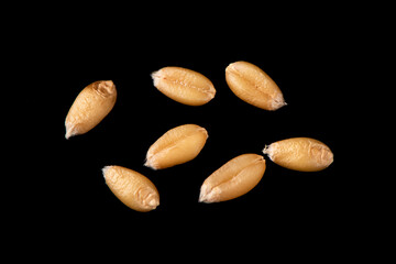 wheat kernels grains isolated on black background.